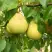 Груша ВЕЛИКАЯ ЛЕТНЯЯ (БОЛЬШАЯ ЛЕТНЯЯ) в Гомеле
