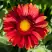 Гайлардия АРИЗОНА РЕД ШЕЙДС в Гомеле