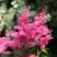 Астильба САННИ ДЕЙ гибридная в Гомеле