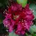 Рододендрон КАЛИ в Гомеле