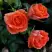 Роза ОРАНЖ ДЖЕВЕЛ миниатюрная в Гомеле