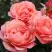 Роза КОРАЛ ЛИОНС РОУЗ флорибунда в Гомеле