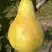 Груша КОНКОРД в Гомеле