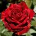 Роза РЕД ИНТУИШН чайно-гибридная в Гомеле