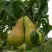 Груша КОНКОРД в Гомеле