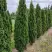 Туя ДЕГРУТ СПАЙР западная в Гомеле