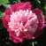 Пион КАПЛЯ РОСЫ травянистый в Гомеле