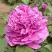 Пион ОРНАМЕНТ древовидный в Гомеле
