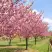Сакура КАНЗАН в Гомеле