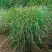 Просо РЕБРАУН прутьевидное в Гомеле