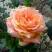 Роза ЭЛЬДОРАДО чайно-гибридная в Гомеле
