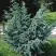 Можжевельник БЛЮ АЛЬПС китайский  в Гомеле