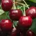 Черешня ГРОНКАВАЯ в Гомеле