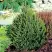 Ель КОМПАКТА обыкновенная в Гомеле