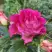 Роза БРЕРА флорибунда в Гомеле