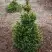Ель ВИЛС ЦВЕРГ обыкновенная в Гомеле