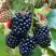 Ежевика ОУАЧИТА бесшипная  в Гомеле