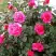 Роза МАЛИНОВЫЙ ЗВОН чайно-гибридная в Гомеле