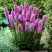 Лиатрис РОЗЕА колосковая в Гомеле