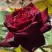 Роза БЛЭК БАККАРА чайно-гибридная в Гомеле