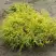 Кипарисовик ГОЛДЕН МОП горохоплодный в Гомеле