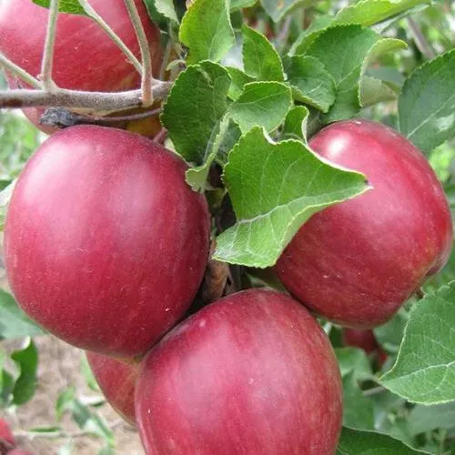 Яблоня МОСКОВСКОЕ ОЖЕРЕЛЬЕ колонновидная в Гомеле