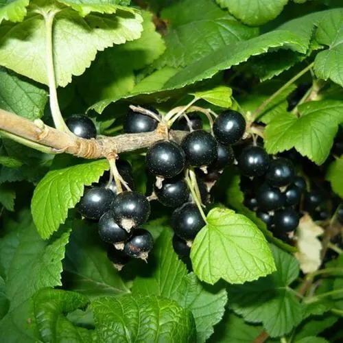 Смородина черная БАГИРА в Гомеле