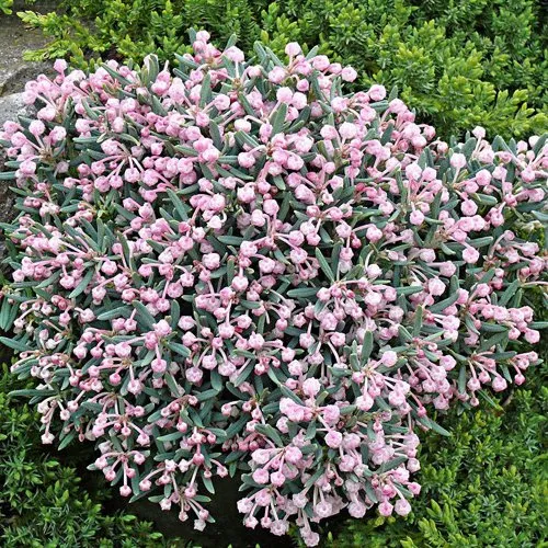 Андромеда БЛЮ АЙС многолистная   в Гомеле