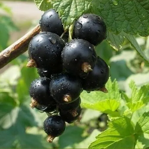 Смородина черная ПИГМЕЙ в Гомеле