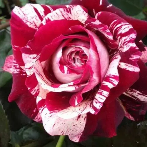 Роза ХУЛИО ИГЛЕСИАС чайно-гибридная в Гомеле