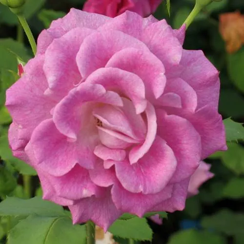 Роза ВИОЛЕТТА чайно-гибридная в Гомеле