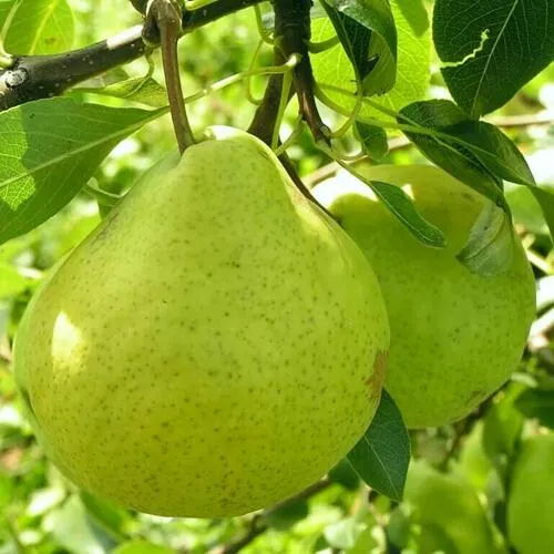 Груша ДАЛИКОР колонновидная в Гомеле