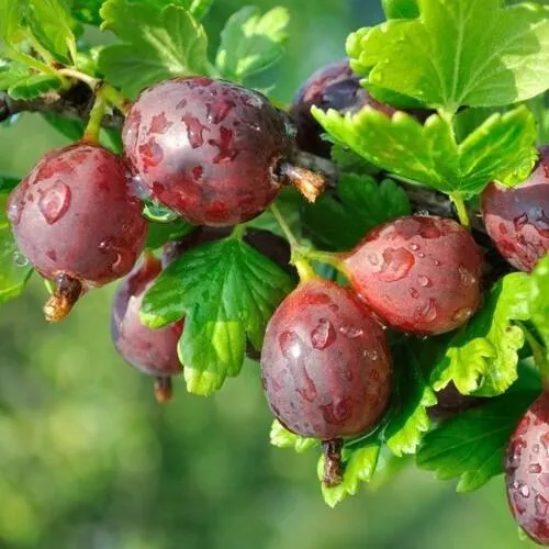 Крыжовник СЕРЕНАДА в Гомеле