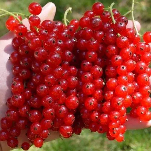 Смородина красная РЕД ПУЛ в Гомеле