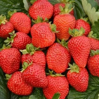 Клубника САН АНДРЕАС ремонтантная в Гомеле