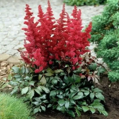 Астильба МОНТГОМЕРИ японская в Гомеле