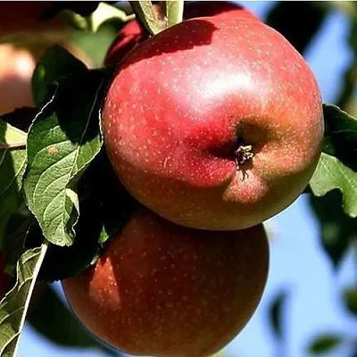 Яблоня АНТЕЙ КИЕВСКИЙ колонновидная  Яблоня АНТЕЙ КИЕВСКИЙ колонновидная в Гомеле