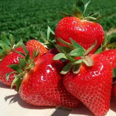 Клубника ДЖОЛИ в Гомеле