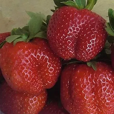 Клубника ДЕСТЕНИ в Гомеле