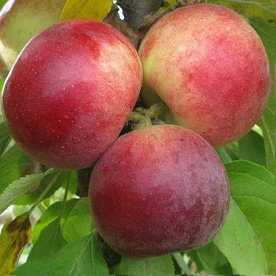 Яблоня БАЛЕРИНА ФЛАМЕНКО колонновидная   Яблоня БАЛЕРИНА ФЛАМЕНКО колонновидная  в Гомеле