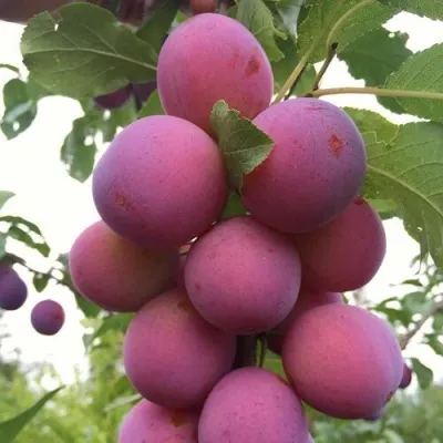 Слива ИМПЕРИАЛ колонновидная — описание сорта Слива ИМПЕРИАЛ колонновидная в Гомеле