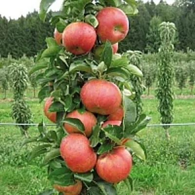 Яблоня ЯНТАРНОЕ ОЖЕРЕЛЬЕ колонновидная  Яблоня ЯНТАРНОЕ ОЖЕРЕЛЬЕ колонновидная в Гомеле