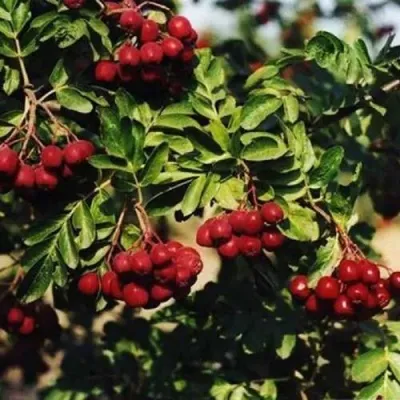 Рябина РУБИНОВАЯ сладкоплодная — описание сорта Рябина РУБИНОВАЯ сладкоплодная в Гомеле