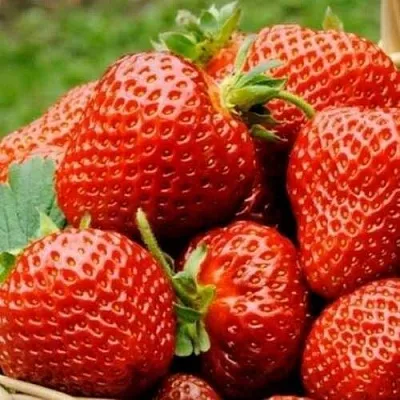 Клубника ФЛОРЕНС в Гомеле