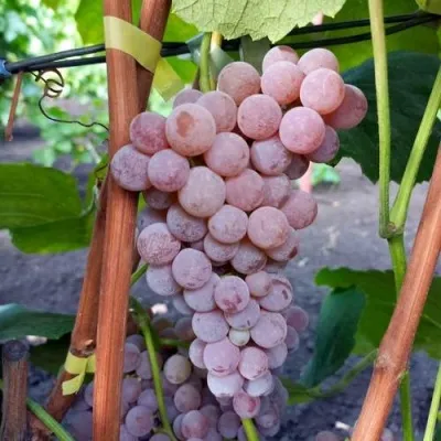 Виноград РИЛАЙНС ПИНК СИДЛИС в Гомеле