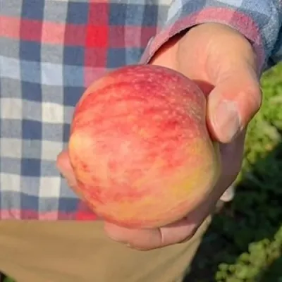 Яблоня ВАСЮГАН колонновидная  Яблоня ВАСЮГАН колонновидная в Гомеле