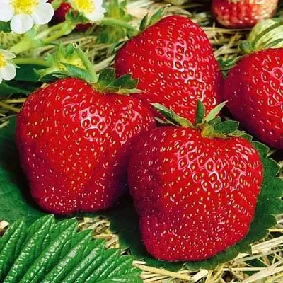 Клубника ВИМА ЗАНТА в Гомеле