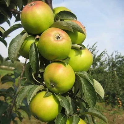 Яблоня ЛУКОМОР колонновидная  Яблоня ЛУКОМОР колонновидная в Гомеле