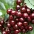 Черешня колонновидная