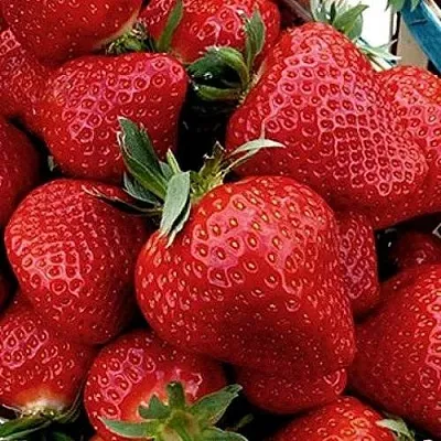 Клубника КЛЕРИ в Гомеле